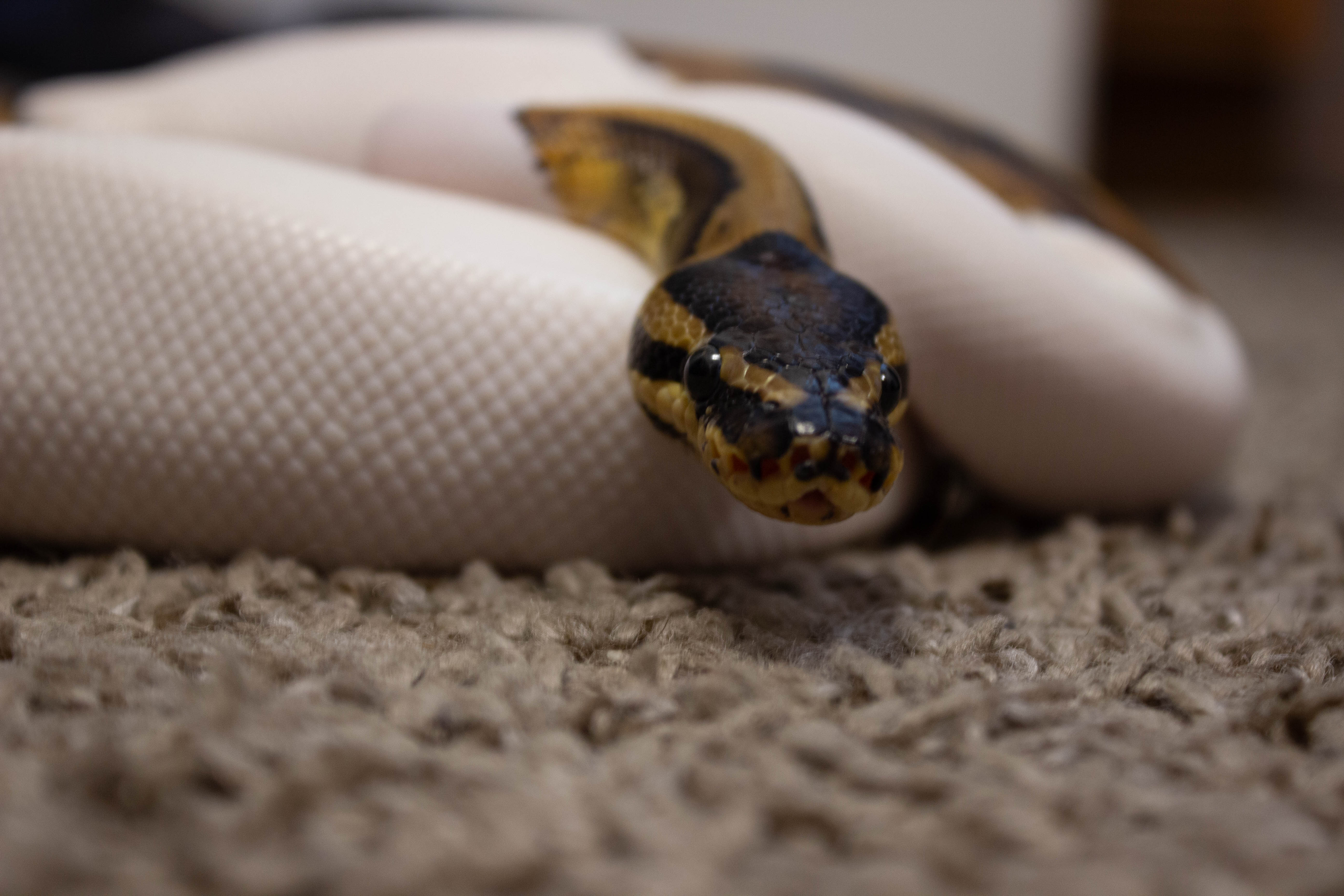snake1